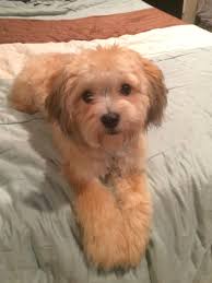 Shih Tzu Poodle Mix Black And Brown Jax Shih Tzu Poodle Mix Shih Tzu Cute Puppies Shih Poo