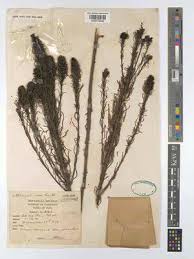 Image result for Sopubia angolensis