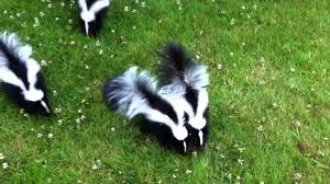 In the uncategorized spells category. Baby Skunks Youtube