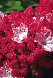 Denna buskiga östliga infödda buske, som odlas för sina prydliga blommor, passar bäst i en informell gräns eller skogsmark. Kalmia Latifolia Sarah Sarah Mountain Laurel Plant Lust