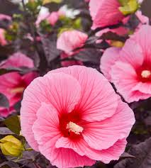 Image result for Hibiscus physaloides