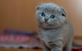 scottish fold yavru sahiplenirken nelere dikkat etmeliyiz kedibilgi com