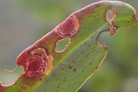 Image result for Enteucha acetosae