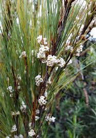 Image result for Dewildemania filifolia