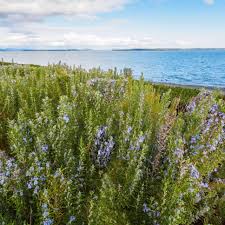 Image result for Rosmarinus officinalis