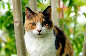 What makes a cat a tabby cat is the stripes on its forehead that make an m and some stripes along its coat. 119 Best Calico Cat Names For 2020 With Rankings The Dog People By Rover Com