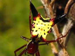 Maybe you would like to learn more about one of these? Ohio Spiders Pictures And Identification Tips Green Nature