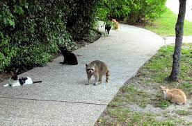 Jetty Park Cape Canaveral Florida Wild Feral Cats And Raccoon Feral Cats Feline Creatures