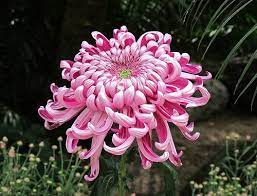 Chrysanthemum Brookside Gardens Img 1709 Chrysanthemum Chrysanthemum Flower Beautiful Flowers