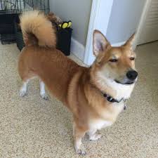 Black And Tan Corgi Mix Corgi Shiba Inu Corgi Mix Breeds Corgi Mix Shiba Inu Corgi Mix