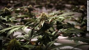 Maybe you would like to learn more about one of these? Marijuana Abuse By Youth With Mood Disorders Linked To Suicide Attempts Self Harm And Death Study Finds Cnn