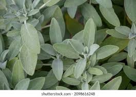 Image result for Barleria albostellata