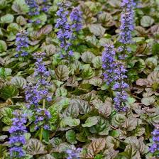 Image result for Ajuga