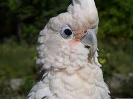 This shy bird is looking for the perfect family to give him his goffin cockatoos. Free Goffin Cockatoo Stock Photo Freeimages Com