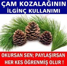 Cam Kozalagi Suyunun Hic Bilmediginiz 5 Faydasi Dogal Saglik Saglikli Yasam Tarzi Sifali Otlar