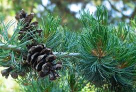 Image result for Pinus