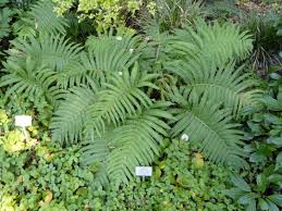 Image result for Pentarrhinum abyssinicum