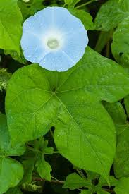 Image result for Ipomoea hochstetteri