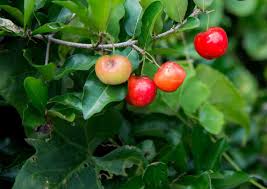 The fruits are shaped as you would expect a cherry to be, with a beautiful bright red, thin skin. Barbados Cherry Healthier Steps