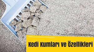 Kedi Tuvalet Egitimi Nasil Verilir Kedi Blog