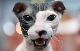 10 jenis kucing paling cantik dan comel di dunia dunia fauna hewan binatang tumbuhan dunia fauna hewan binatang tumbuhan from www.ekor9.com. Kucing Yang Paling Dahsyat 16 Gambar Gambaran Keturunan Kucing Yang Paling Jelek Di Dunia
