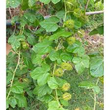 Explore tweets of bulu bulu kehidupan @ulat_bulu_bulu on twitter. Pokok Herba Ulat Bulu Pokok Letup2 Passiflora Foetida 2 Anak Pokok Shopee Malaysia
