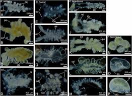 Image result for Pseudoprosopis