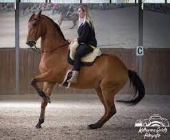seit der wiederentdeckung der schulparade durch bent branderup und die ritterschaft der akademischen reitkunst akademische reitkunst pferd und reiter reiten