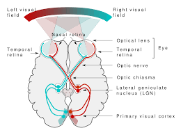 It can be seen from the definition that flow always. Visual System Wikipedia
