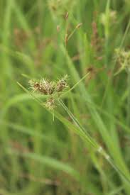 Image result for Fuirena pachyrrhiza