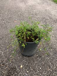 Image result for Chlorophytum perfoliatum