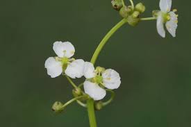 Image result for Limnophyton obtusifolium