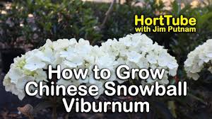 If you want to prune your snowball bush, try and do it when the flowers have fallen off during the early summer months. European Snowball Viburnum Puts On A Big Show Common Snowballs Youtube