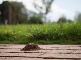 Some gardeners view all ants as unwanted garden visitors, especially the aggressive biting fire ant. How To Get Rid Of Ants In The House And In Your Yard Hgtv