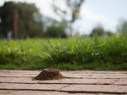 Borax is a common ingredient in detergents and cosmetics. How To Get Rid Of Ants In The House And In Your Yard Hgtv