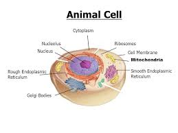 Check spelling or type a new query. Parts Of The Cell Go To Section Animal Cell Nucleus Nucleolus Cell Membrane Cytoplasm Ppt Download