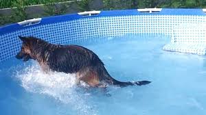 Piscine Chien D Occasion En Belgique 49 Annonces