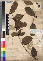 Image result for Landolphia congolensis