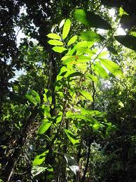 We did not find results for: Scielo Brasil Growth And Survival Over Ten Years Of Brazil Nut Trees Planted In Three Anthropogenic Habitats In Northern Amazonia Growth And Survival Over Ten Years Of Brazil Nut Trees Planted In
