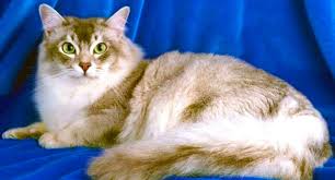 In british english, they are often referred to as moggies. Asian Semi Longhair Cat Relatively New But Awesome Cat Breed Cats Breed