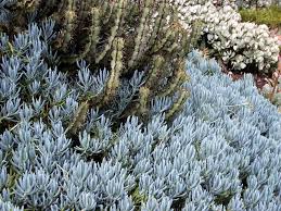 Image result for Senecio mariettae