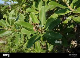 Image result for Ozoroa