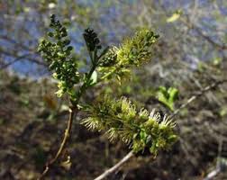 Image result for Aptosimum procumbens