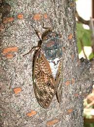 Auchenorrhyncha = cicadina), auch zirpen, sind an pflanzen saugende insekten und zählen als solche zu den schnabelkerfen (hemiptera). Singzikaden Wikipedia