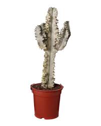 Image result for Euphorbia zambesiana