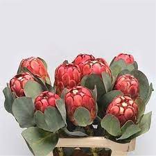 Protea Grandiceps Are Perfect Wedding Centerpieces As They Create A Natural Statement Also Great For Bouquets And Wholesale Flowers Flowers Delivered Flowers