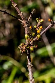 Image result for Osyridicarpos