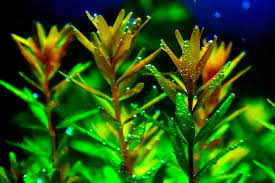 Image result for Rotala
