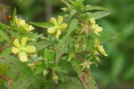 Image result for Ludwigia leptocarpa