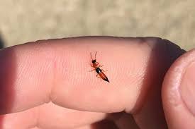 Selain semut, cara ini juga berkesan untuk menghalau cicak atau serangga lain yang tak diingini. Bahaya Semut Charlie